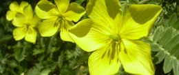 Трибестан (Tribulus Terrestris)