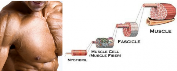 Всичко което трябва да знаем за мускулната хипертрофия част2